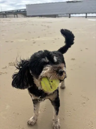 A dog running along the beach carrying a tennis ball