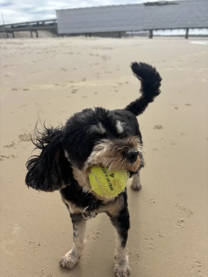 A dog running along the sand carrying a tennis ball