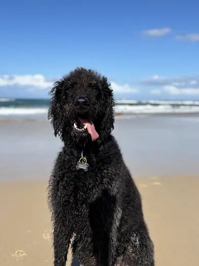 A black doodle standing on the beach on a clear blue day