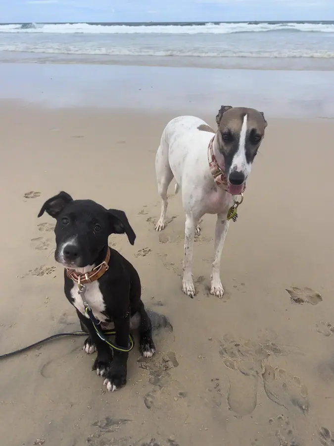 Four Barkyard Club dogs on a Gold Coast beach