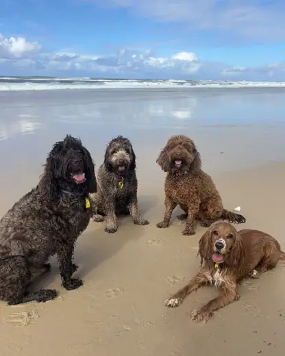 Dogs on the beach in warm afternoon light
