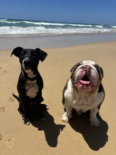 Two dogs sitting side by side on the shoreline