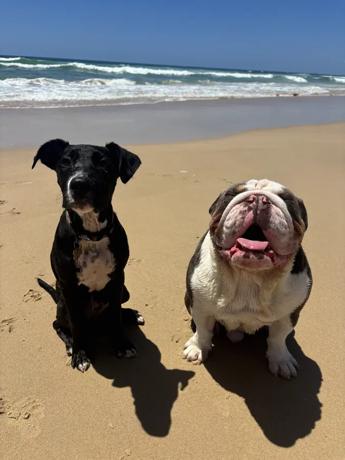 Two dogs sitting together on a Gold Coast beach during an Adventure Tuesday