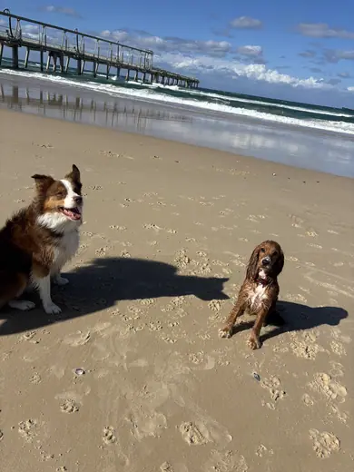 Two dogs on an empty stretch of Gold Coast beach with the pier behind them
