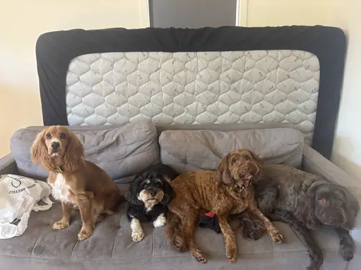 Four dogs resting together on the lounge during an overnight stay