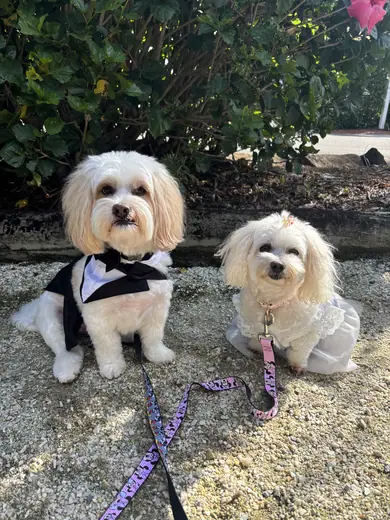 Two maltese dogs, one wearing a bow tie, sitting on a path