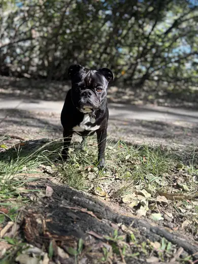 A black frenchie exploring a shaded bush track