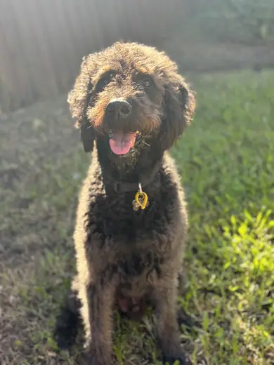 A cavoodle grinning in the sunshine at daycare