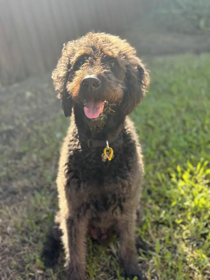 A cavoodle smiling in the sunshine on their first trial day at The Barkyard Club