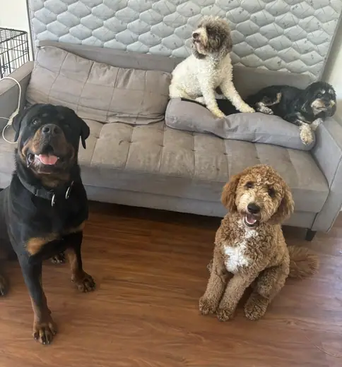Dogs relaxing on the lounge during an overnight stay