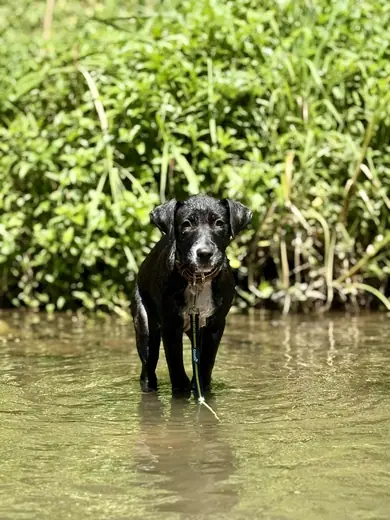 A black dog wading into shallow water