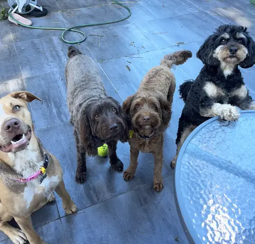 Four dogs looking up together beside the pool on a summer daycare day