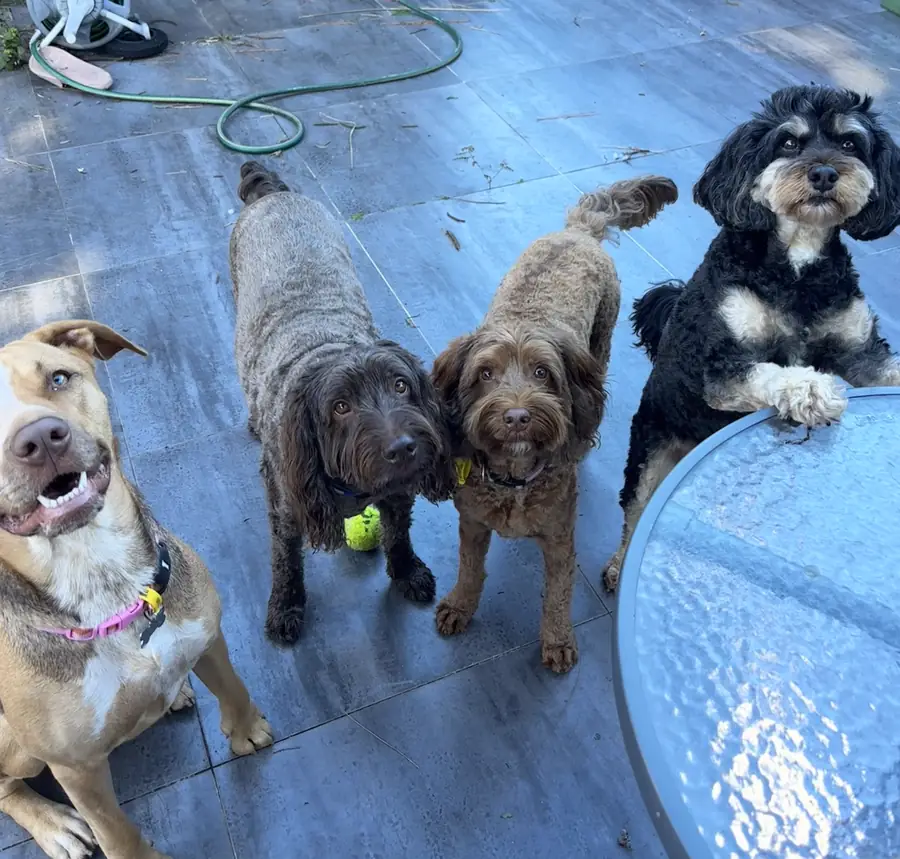 Dog Daycare at The Barkyard Club