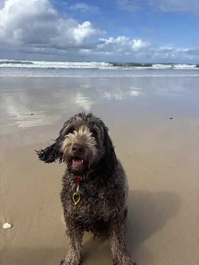 A wet doodle smiling on the beach after a swim