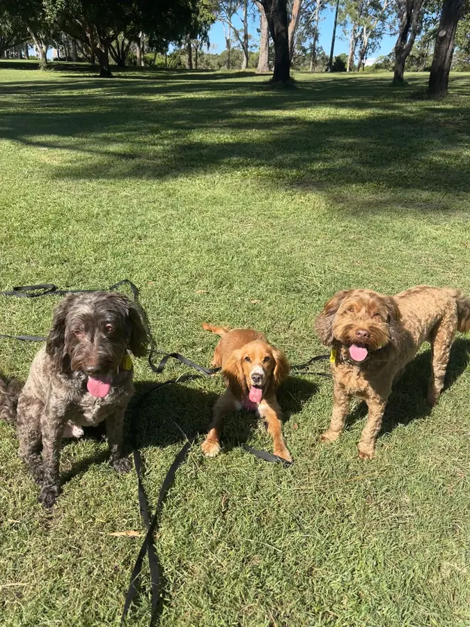 Two red doodles sitting together on the grass during a trial day at The Barkyard Club