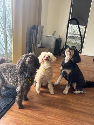 Three small dogs waiting together indoors at The Barkyard Club
