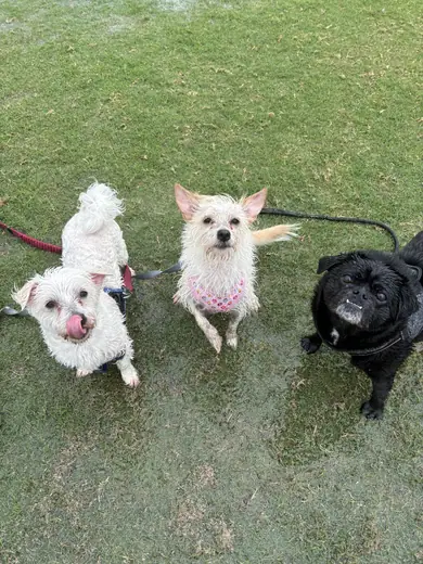 Four small dogs on lead ready for a walk