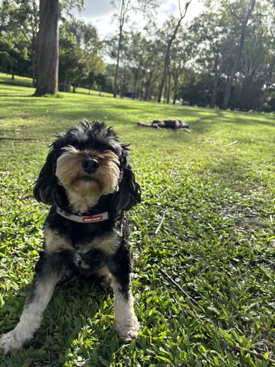 A dog in a harness sitting in the park under the trees