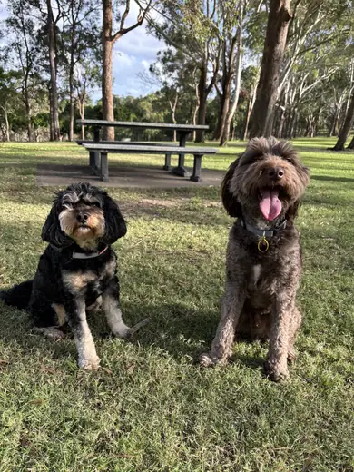 Two dogs sitting beside a picnic table on a park adventure