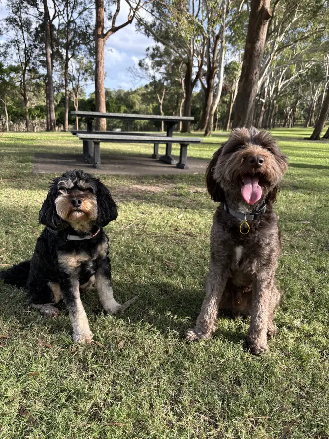 A dog in a harness sitting under the trees at a Gold Coast park