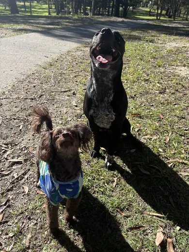 A tall black dog and a small friend on a bush path