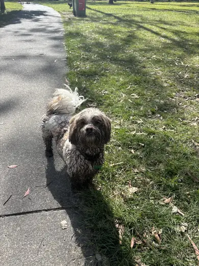 A shaggy grey doodle walking along the footpath