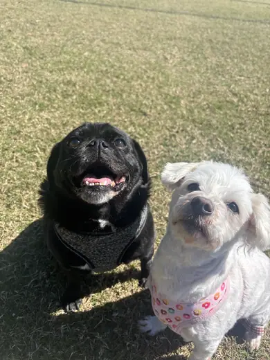 A pug and a maltese sitting together smiling