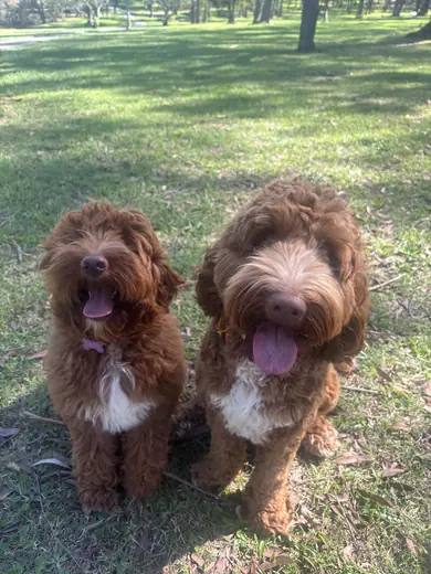 Two red doodles sitting side by side looking up at the camera