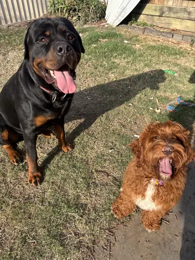A rottweiler and a cavoodle side by side on the grass