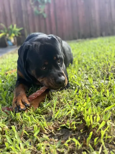 A rottweiler lying in the grass chewing a stick