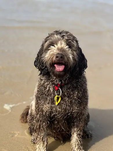 A shaggy doodle standing in the shallows after a swim