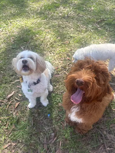 A shih tzu and a cavoodle sitting together on the lawn