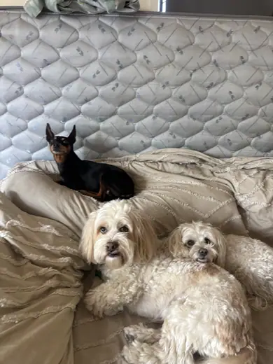 Small dogs curled up on a bed during kennel-free boarding