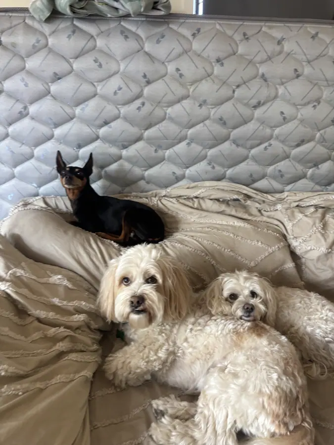 Small dogs curled up together on a bed during a kennel-free overnight stay