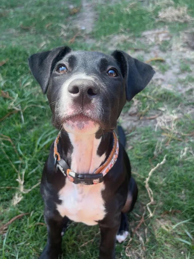 Tigger, the Chief Welcoming Officer at The Barkyard Club, sitting on the grass looking up at the camera with her ears up