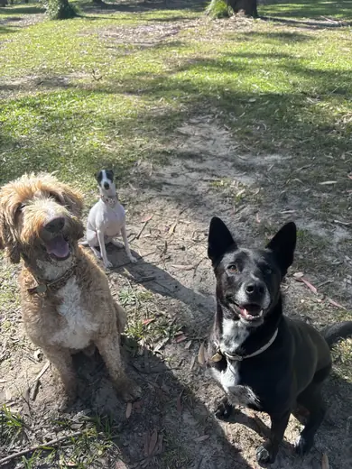 Three dogs pausing on a dirt trail during an Adventure Day