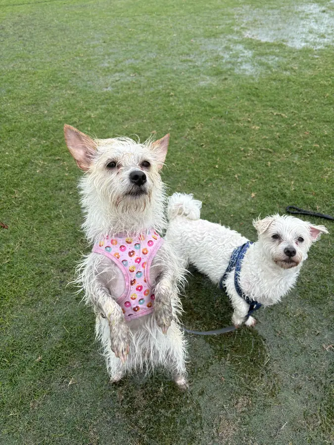 Four small dogs on lead on the grass during a gentle Puppy Programme session at The Barkyard Club