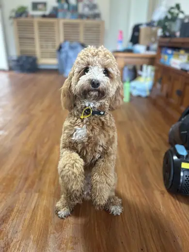 A white doodle standing indoors on a timber floor