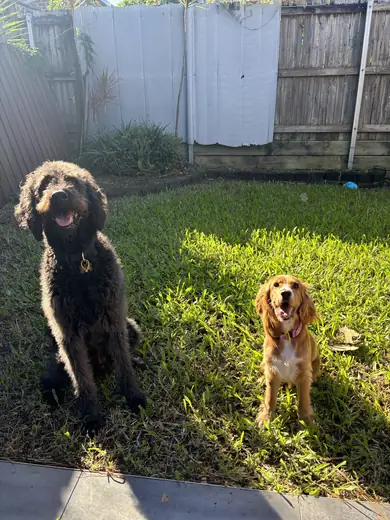A dark doodle and a golden cocker spaniel sitting in the sunny yard