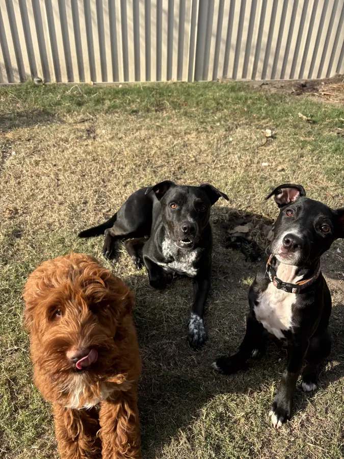 Morning play at The Barkyard Club