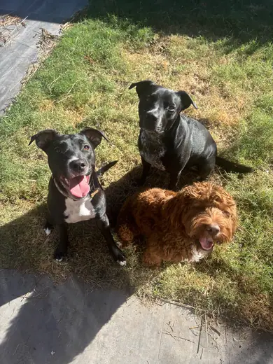 A group of dogs together in the backyard at daycare