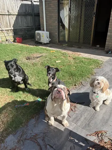 A mixed crew of club dogs waiting together on the back path