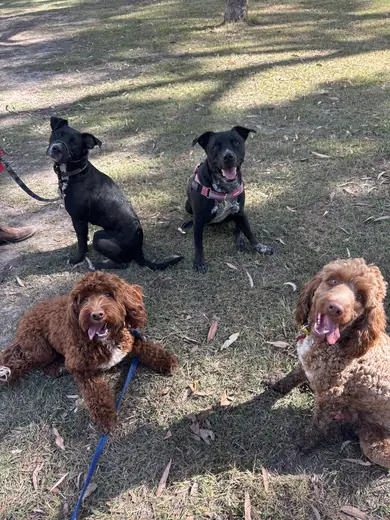 The full pack playing together in the park