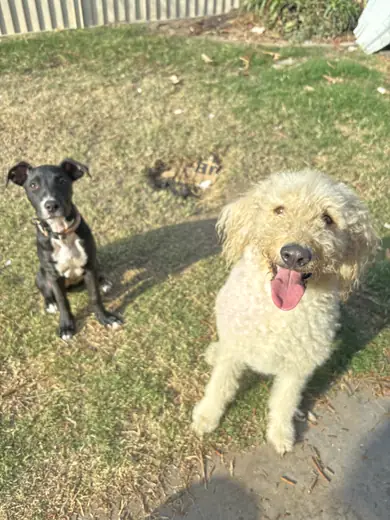 A black kelpie and a cream doodle grinning up from the grass