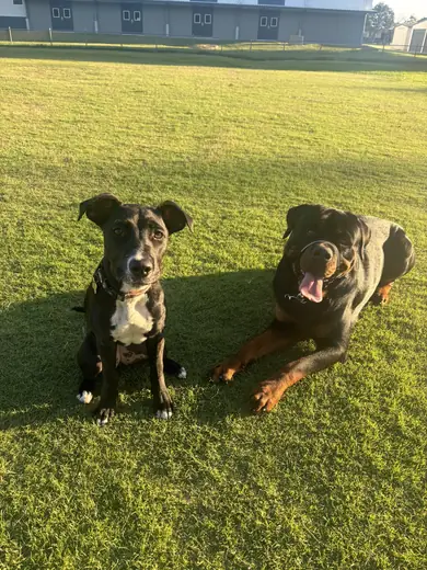 A brindle staffy and a rottweiler resting together on the grass