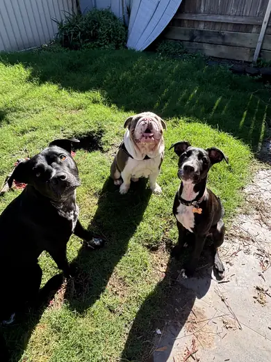 Three dogs sitting together in the shade of the back yard